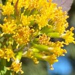 Senecio deltoideusFlower