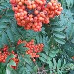 Sorbus aucupariaFruit