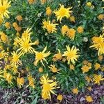 Euryops chrysanthemoides 花