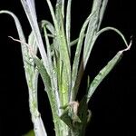 Pityopsis graminifolia その他の提案