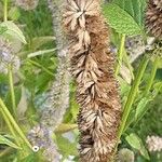 Agastache rugosa Mbuma