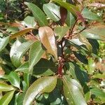 Catha edulis Φύλλο
