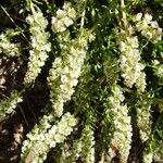Sesamoides purpurascens その他の提案