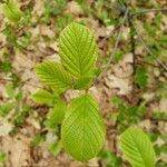 Frangula alnus Levél