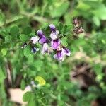 Lespedeza violacea Virág