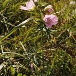 Malva moschata Habit