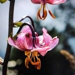 Lilium martagon Fleur