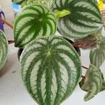 Peperomia argyreia Лист