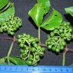 Cissus microcarpa Other