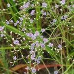 Limonium carolinianum Цветок