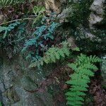 Cystopteris bulbifera Habitat