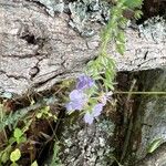 Phacelia hirsuta Žiedas