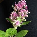 Hydrangea febrifuga Flower