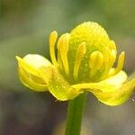 Ranunculus sceleratus Çiçek