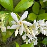 Trachelospermum jasminoides Blomst