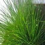 Isolepis cernua Blad