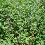 Polemonium foliosissimum Habitat