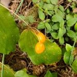 Prosartes smithii Fruit