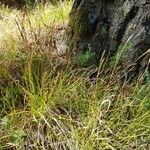 Carex alba Leaf