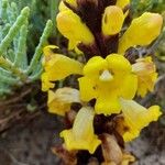 Cistanche tubulosa Blüte