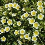 Limnanthes douglasii Habit