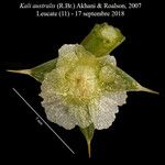 Salsola australis Flower