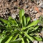 Plantago virginica Blatt