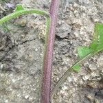 Brassica barrelieri Bark