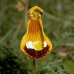 Calceolaria uniflora Цветок