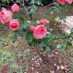 Rosa chinensis Flower