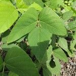 Mucuna pruriens पत्ता