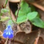 Salvia occidentalis 花