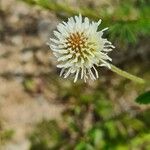 Trifolium montanumBloem