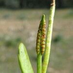 Ophioglossum lusitanicum Foglia