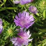 Stokesia laevis Kukka