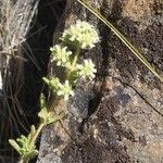 Teucrium haenseleri Flor