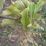 Pterostyrax corymbosus List