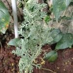 Artemisia absinthium Φύλλο