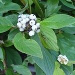 Cornus alba Frucht