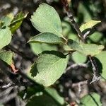 Amelanchier utahensis Leaf