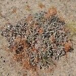 Eriogonum crocatum ഇല