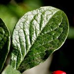 Cotoneaster bullatus 葉