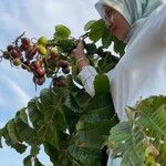 Pometia pinnata Fruto