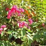 Lagerstroemia speciosa Flor