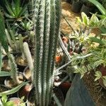 Pachycereus pecten-aboriginum Hoja