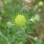 Scabiosa ochroleuca പുഷ്പം