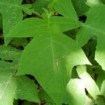 Polymnia canadensis Leaf