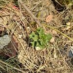 Acanthus ilicifolius Leaf