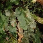 Didymoglossum cuspidatum Leaf