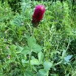 Trifolium incarnatumBlodyn